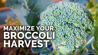 5 MUST-FOLLOW Tips for Harvesting Broccoli!