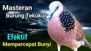 Suara Pikat Burung Tekukur Gacor #burungtekukur #tekukurgacor