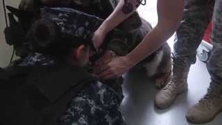 Vet Clinic Gives Military Working Dogs Physical