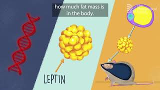 The genetic basis of obesity