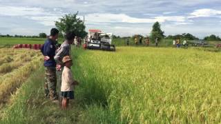 Havesting Cambodian Fragrant Paddy ការប្រមូលផលស្រូវសែនក្រអូប