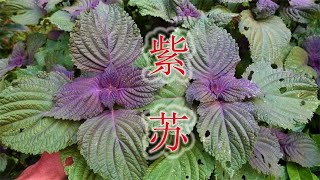 因华佗用紫色草救人，植物而得名“紫苏”，到底有哪些用途？