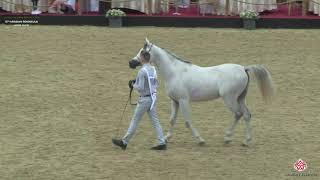 N 131 S A AL MAJD   10th Qatar International Arabian Peninsula Horse Show 2020   3 Years Old Colts