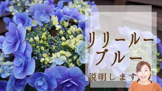 あじさい　リリールーブルー説明　さかもと園芸の新品種