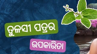 Benefits of Tulsi | ତୁଳସୀ ପତ୍ରକୁ ପତିଦିନ ଖାଇଲେ ଶରୀରରେ କଣ ଲାଭ ହୋଇଥାଏ? | odia health tips