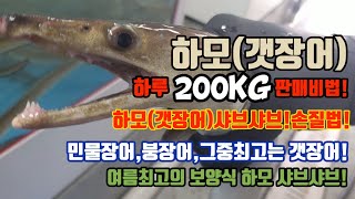 하모(갯장어)샤브샤브 손질법,여름철 최고보양식 하모(갯장어)