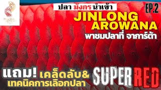 Jinlong พาเที่ยวชม #ปลาแดงอินโด #จาการ์ต้า แถมเทคนิคการเลือกปลา #SuperRed #Arowana 🇲🇨🇲🇨