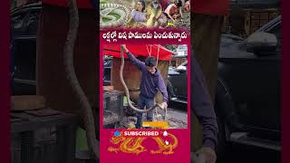 ఈ ఊళ్ళో అన్ని విష పాములను పెంచుతారు | These village growing more number of snakes ? | #shorts