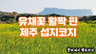 [제주여행] 초청받아 간 제주도 섭지코지 유채꽃과 일출봉. 한라에서 백두까지