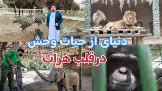 باغ وحش وپارک تفریحی شهرک کهدستانی هرات