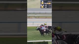 やっぱり強い！ナムラクレア久しぶりの勝利！第19回阪神カップ🐴