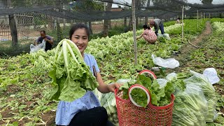 Taiwan Bok Choy Farm In My Village / 2 Recipes With Taiwan Bok Choy / By Countryside Life TV