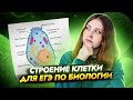 Строение клетки для ЕГЭ по Биологии I Умскул