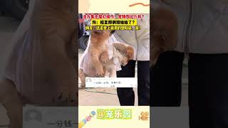 北方集市魔幻操作！宠物狗论斤称？狗：框里那俩別蛐蛐了？网友：这是世上最贵的塑料袋，家！ #宠乐园 #轻松一刻 #动物