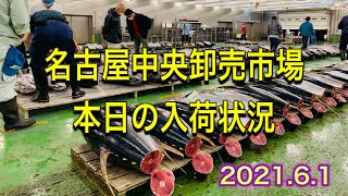 [魚市場]中央卸売市場本日の入荷状況2021.6.1