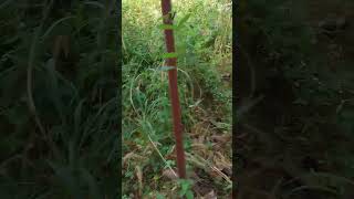 നിഗൂഢതകൾ ഒളിഞ്ഞിരിക്കുന്ന കാട് കാണാം #nature #forest #shorts #shortvideo