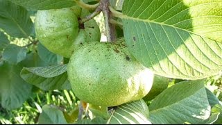 White Thai Guava - Part 3