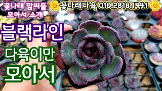 여전히 목마른 까망다육이들! 꽃나래다육의 까망이들만 모아서 소개해요!  사이즈 좋은 쉐린, 블랙밍크, 블랙타이거, 지니! 꽃나래다육 010.2818.1441 *유료광고포함*