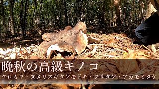 [japanese]premium mushrooms hunting in late autumn