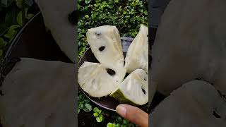 Katu Anoda / Soursop Tree / Annona muricata😋😀