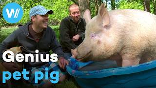 Living with a pig: This couple quickly realised how intelligent their pet 'mini' pig was