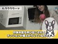 吠え声で読み解く犬の気持ち10選