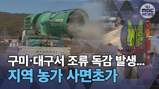 [대구MBC뉴스] 조류 독감 잇달아 발생...방역 비상