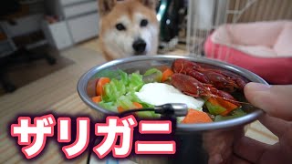 柴犬小春　ザリガニをがっつり食べたらハマった柴犬