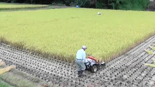 2020 में चावल की कटाई। kubota RJN55  ধান কাটা ও আটি বাধা মেশিন ।। Rice harvesting machine