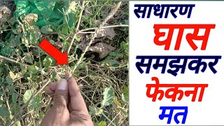 पैसा खींचने वाली जड़ ? साधारण पौधा समझकर फेंकने की भूल मत करना // Plant Benefits Vastu Shastra