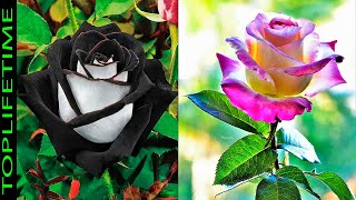 10 Rosas Más Bonitas del Mundo