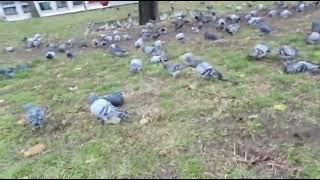 Josaa_D ජර්මනියේ පරවීයෝ #travel #germany #pigeon #animals #pets #2025 #italy #srilankan