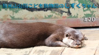 智光山公園こども動物園のカワウソしずくちゃん#20