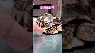 害羞的龜龜子#盾臂龜 #陸龜 #蘇卡達 #เต่าซูคาต้า #turtle