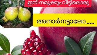 വിത്ത് മുളപ്പിച്ച് നമുക്കും വീട്ടിൽ അനാർ നട്ടു വളർത്താം