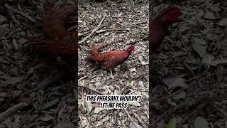 Attacked by a Pheasant in Japan!