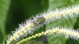 Gametis Flower Chafer on Japanese Chestnut コアオハナムグリがクリの花で食事