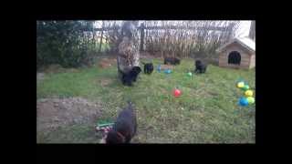 Australian kelpie - Skovfarmen´s L-litter Garden Fun!