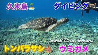 久米島🏝ダイビング🤿トンバラサシ🪸ウミガメ😆👍2024年11月