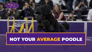 This Poodle Just Shocked the 24" Agility Class | Westminster Agility 2026