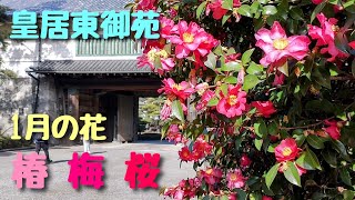 皇居東御苑 1月の花  椿 梅 桜   2023年1月21日撮影