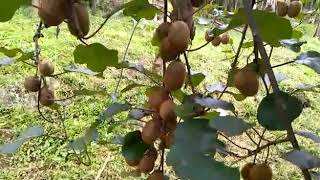 Organic kiwifruit in Himalayan Kiwi Orchard, Ziro, Arunachal pradesh.