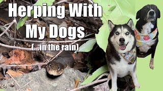 Herping With My Dogs (...in the rain)!