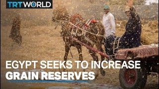 Egyptian government steps up efforts to increase reserves, supports farmers