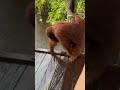 Attacked By An Orangutan! 🦧