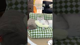 고양이의 휴식법 #반려동물 #고양이침대