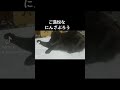 新しいソファーを気にいってくれたみたいです ねこのいる生活 ねこ部 ねこ 黒猫 黒猫部 お気に入り