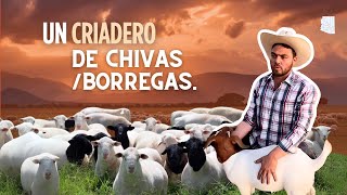 Un criadero de Chivas/ Borregas.