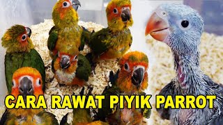 CARA RAWAT PIYIK BURUNG PARROT BIAR CEPAT NURUT & GEDE