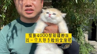 预算4000帮新疆粉丝找一只熊版金渐层！真香！